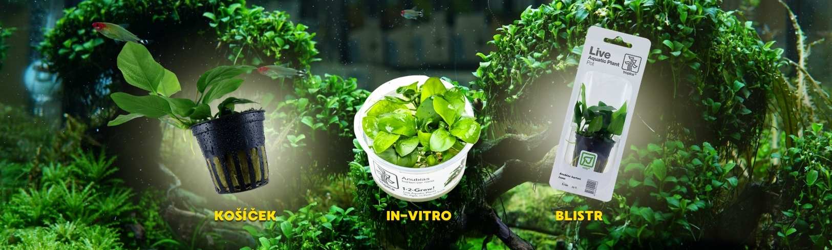 Kopie návrhu Kopie návrhu Kopie návrhu Kopie návrhu Kopie návrhu Kopie návrhu Jak se starat o nově založený akvárium